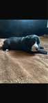 Tajson - piesek pitbull American Pit Bull Terrier