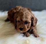 Cudowna sunia maltipoo
