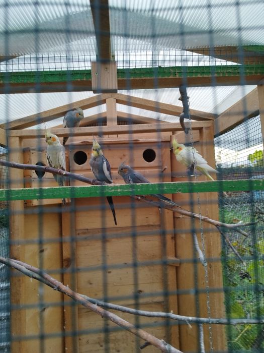 Sprzedam papugi nimfy