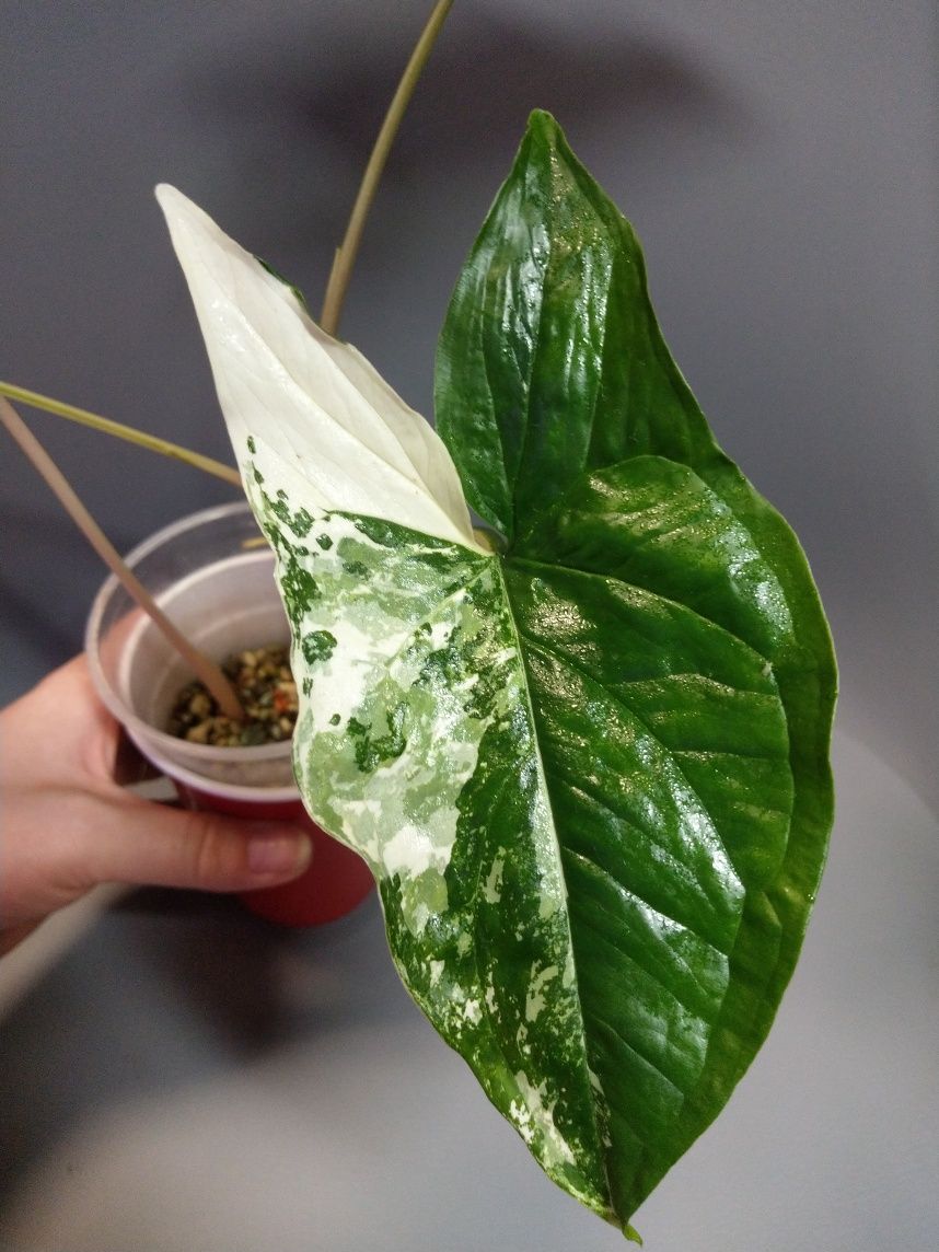 Syngonium Emerald Gem