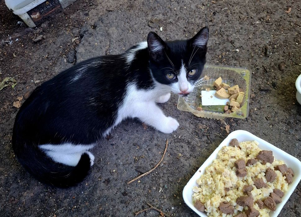 Кошенята / хлопчик 2 /