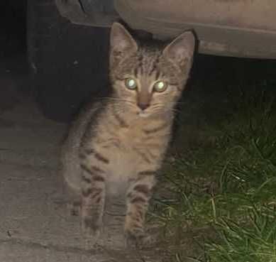 Oddam kotka malutki zadbany