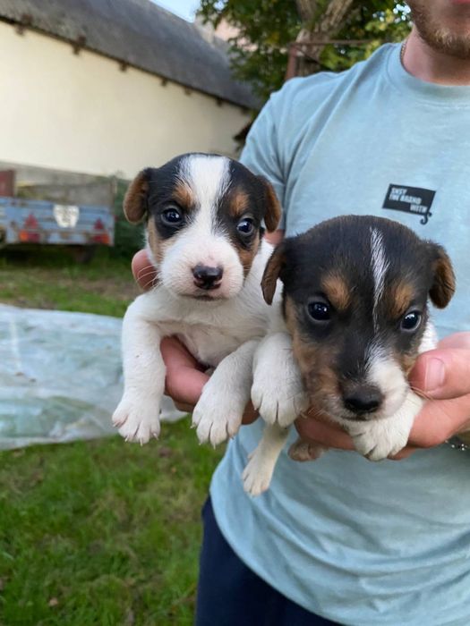 Щенята породи Фоктерєр-Ягтерєр