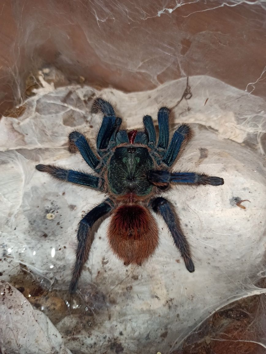 SAMICA Chromatopelma cyaneopubescens 6DC