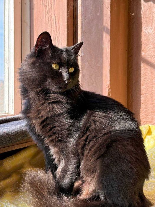 Маленька киця-ангора шукає родину