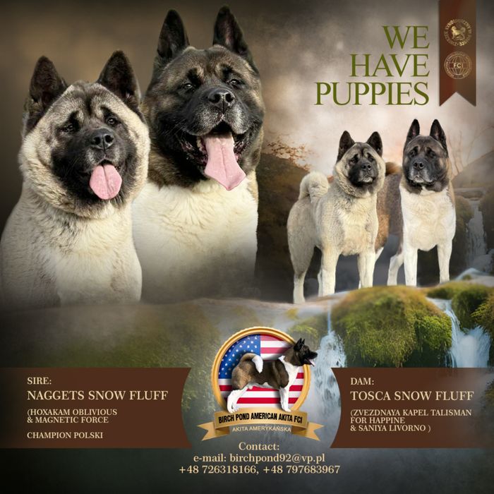 Akita Amerykańska-grudzień-zapowiedź miotu