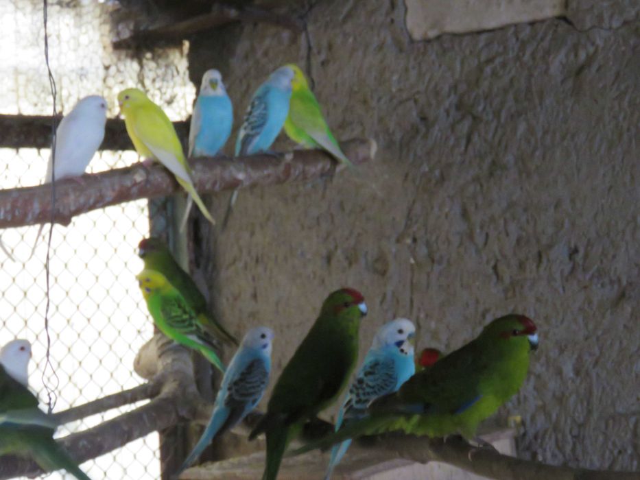 Papugi faliste młode