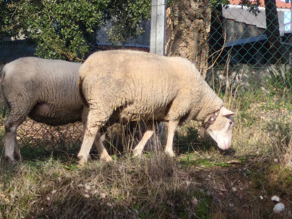 Ovelha (malata) prenha