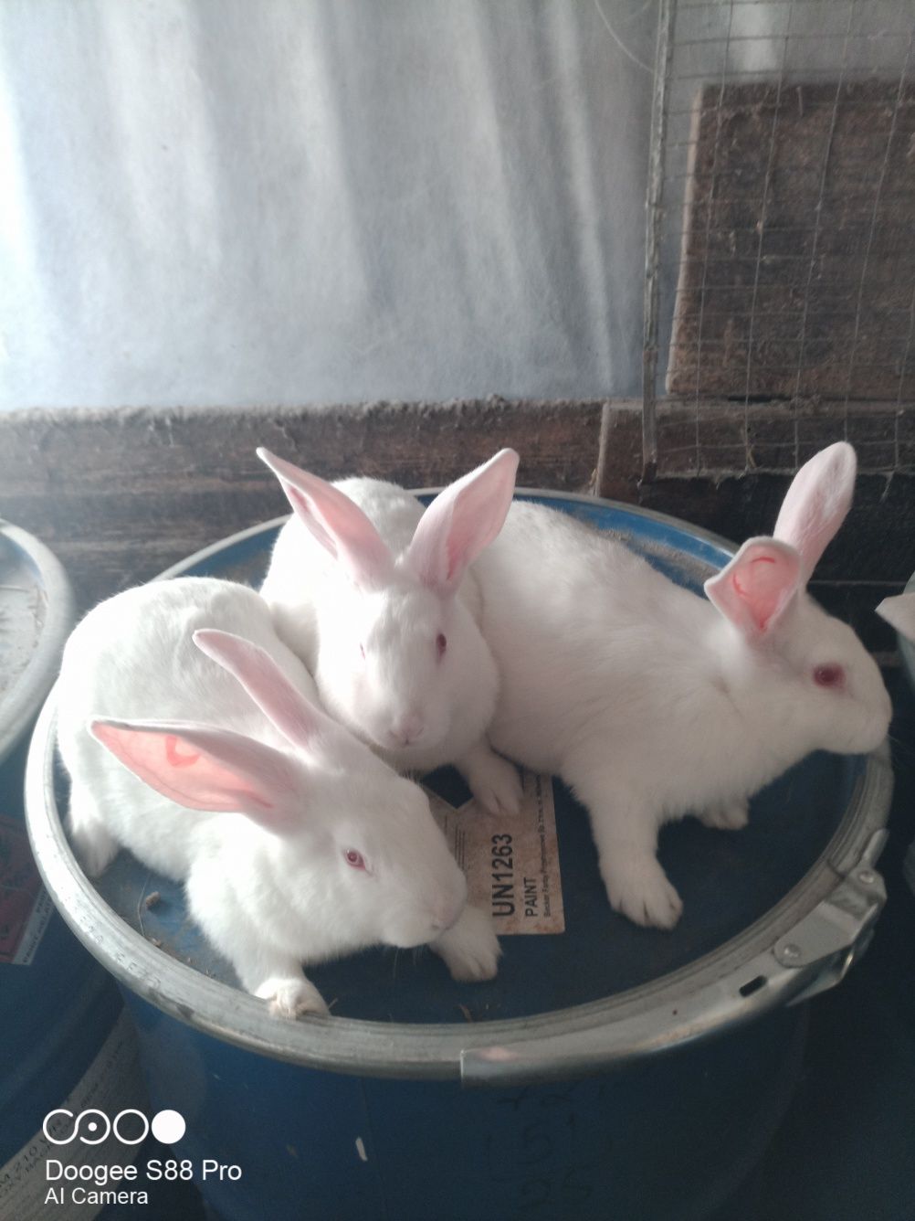 Кролики породи Термонська біла