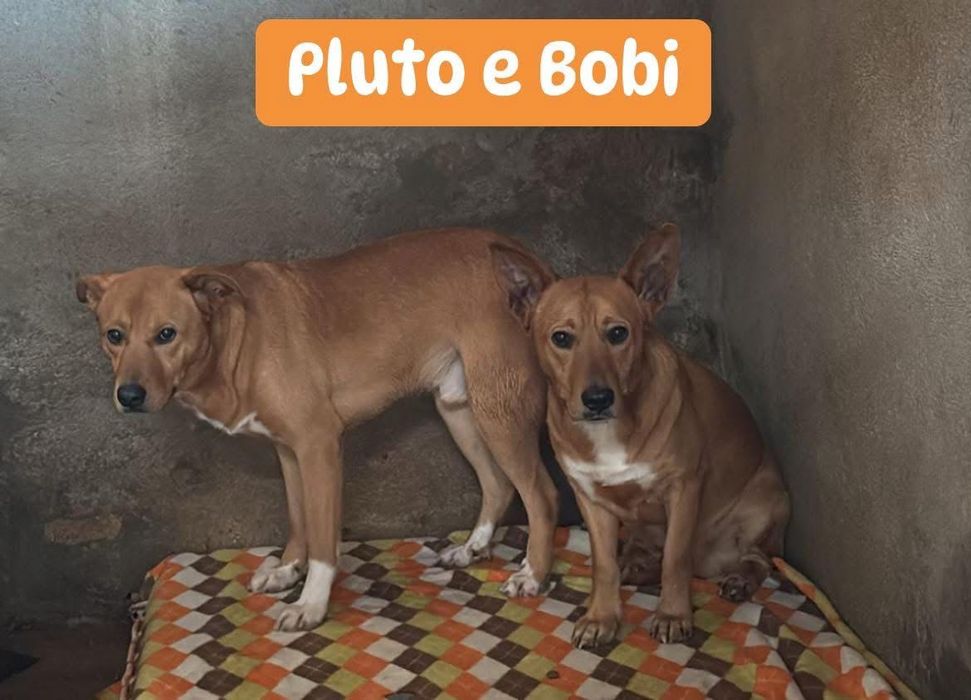 Cães machos jovens para adoção responsável