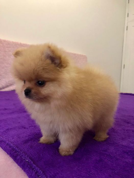 Lulu da Pomerânia Macho