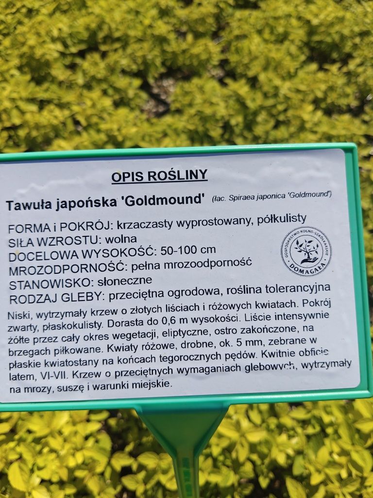 Tawuła japońska Goldmund, Goldflame, żółta, pomarańczowa