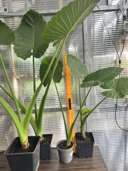 Алоказія (Alocasia odora), слонове вухо