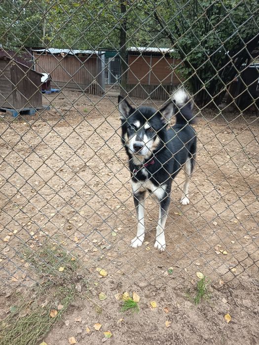Husky 2 letni aktywny adopcja za darmo oddam