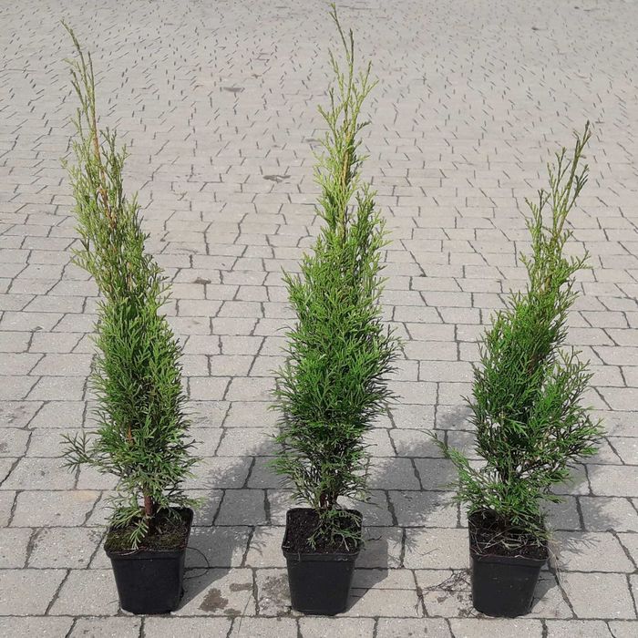 Tuja Szmaragd 50,60,70,80,90,100 cm! Sadzimy! Transport Thuja Smaragd!