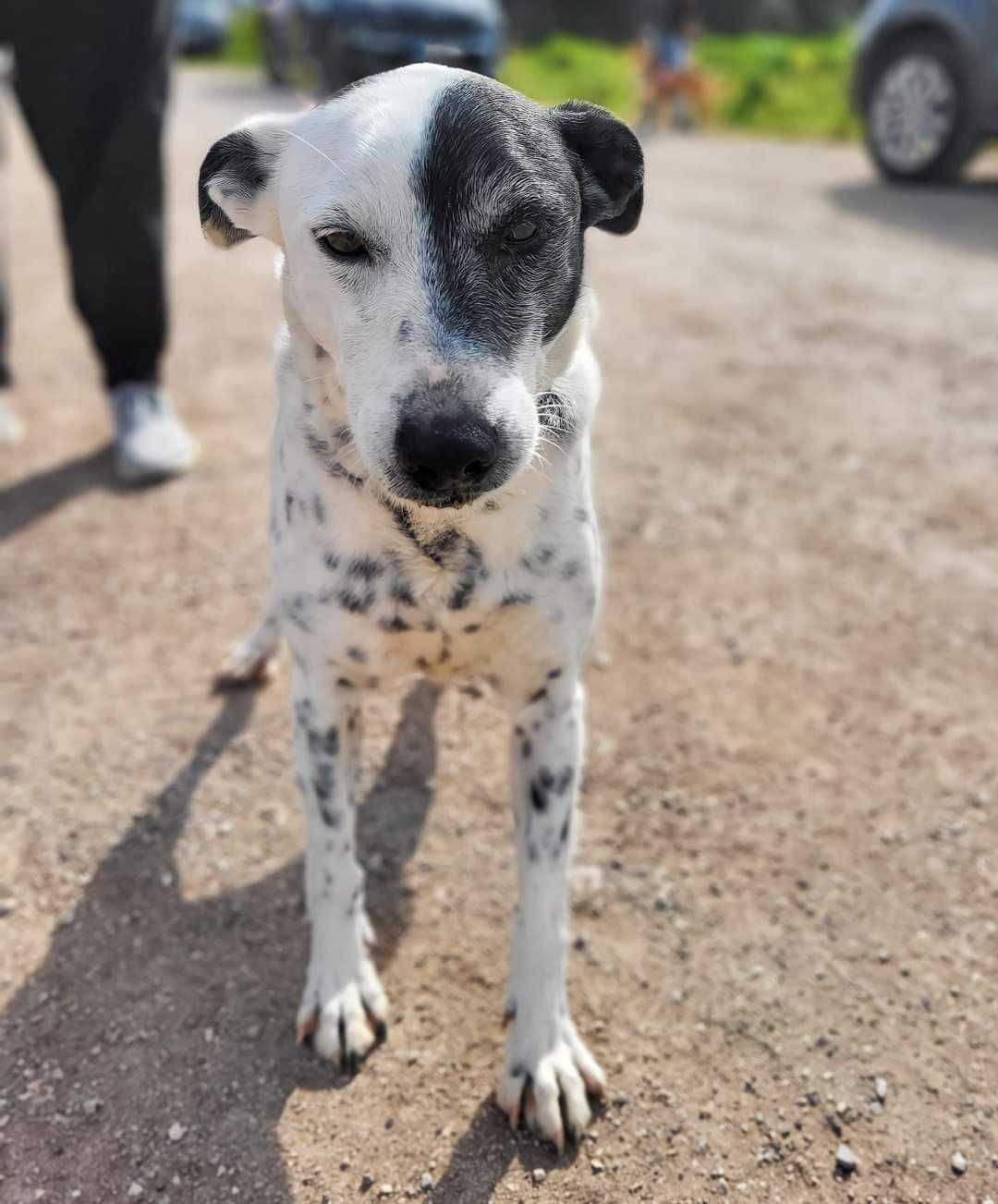 Snoopy - Cão porte médio para adoção