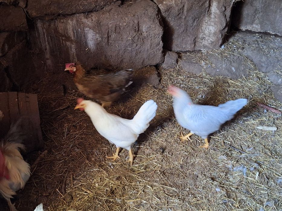 Galinhas/Galos Leghorn