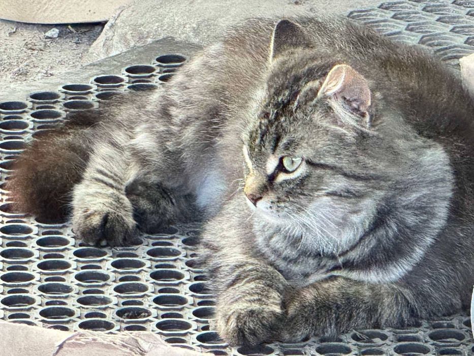 Кошенята в люблячі родини