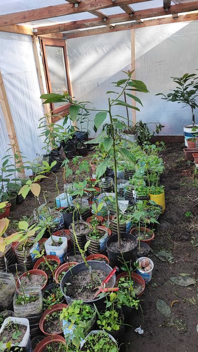 Abacateiro enxertado