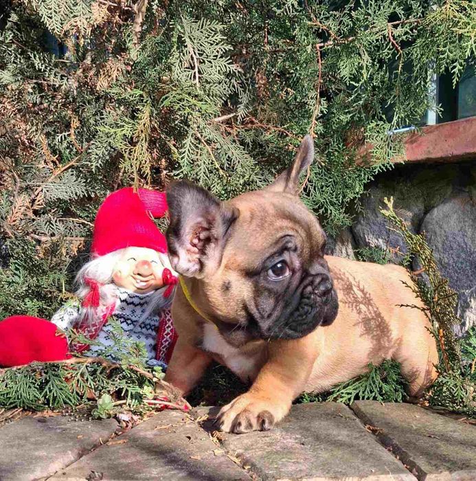 Кращі з кращих цуциків