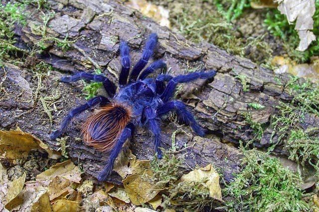 Pterinopelma sazimai самцы паука птицееда для новичков