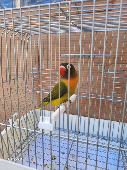 Agapornis Personata 2025 mais gaiola