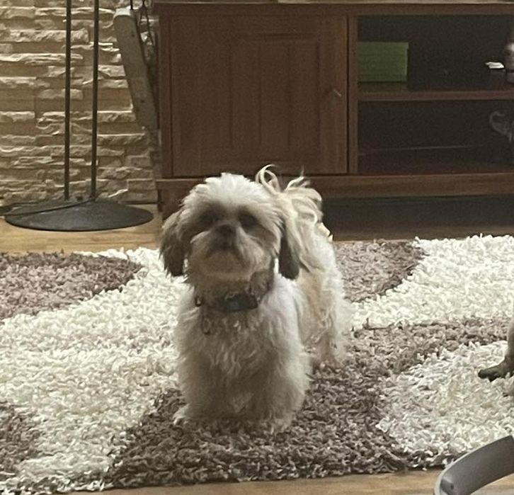 Piesek shih- tzu z pochodzeniem