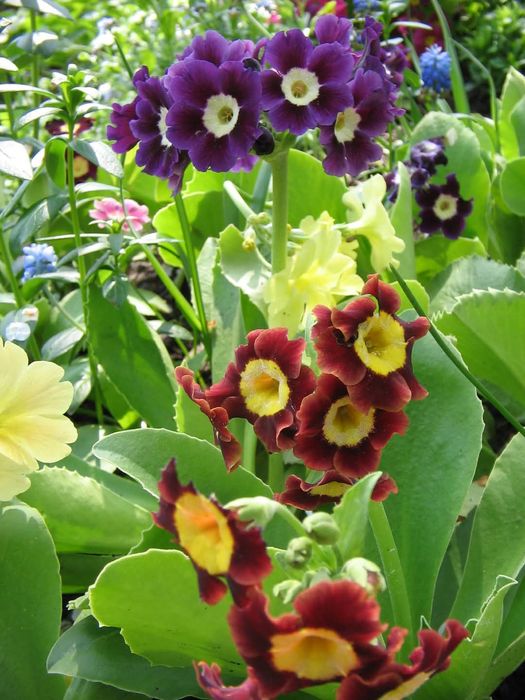 Насіння аурікули,вушкової примули.100 шт.Суміш.