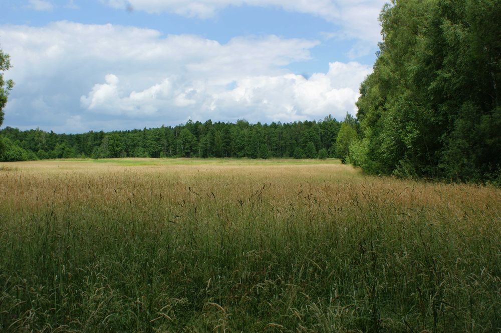 Łąki do skoszenia - Kolonia Soce, hajnowski, podlaskie.