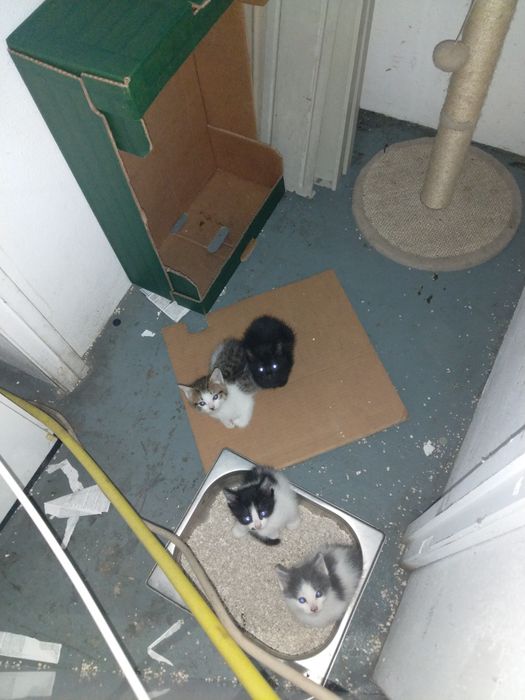 Gatinhos para adoção.
