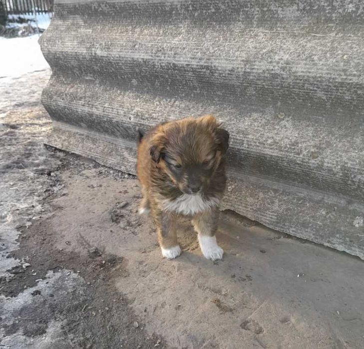 Віддам цуценя у добрі руки! БЕЗКОШТОВНО! ДІВЧИНКА