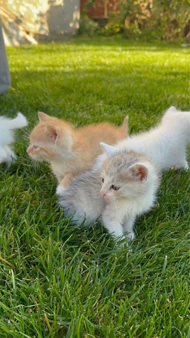 Відам у добрі руки котиків