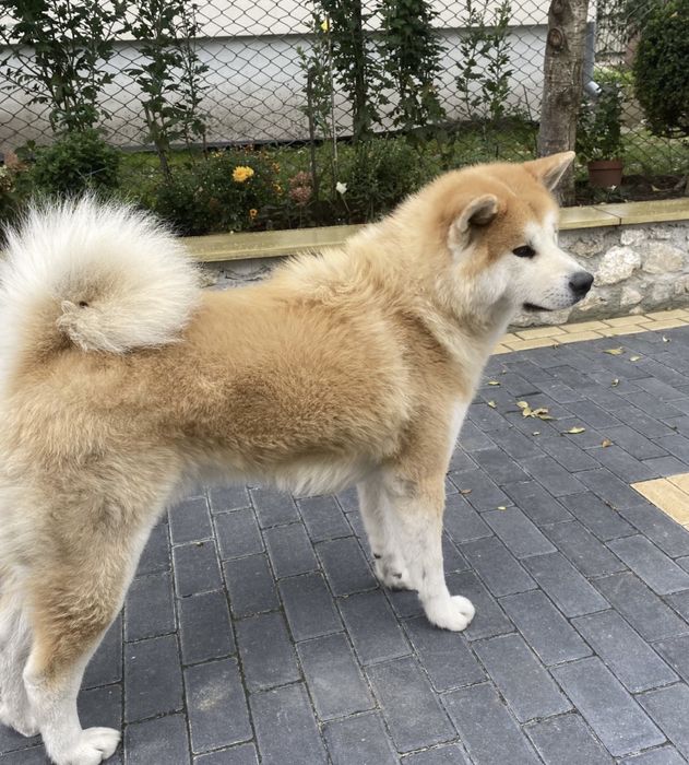 Вʼязка Акіта-іну