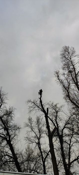 Обрізка, видалення, чистка дерев