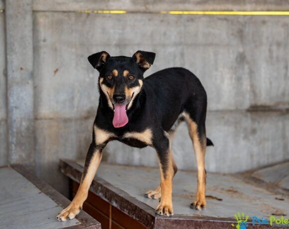 Miły, kochany piesek PABLO szuka kochającego domku!