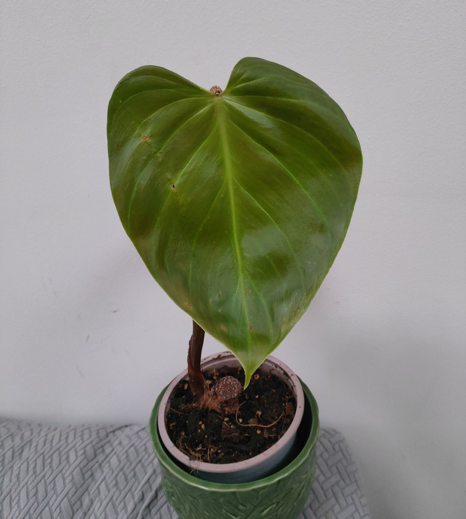 Philodendron nangaritense ukorzeniony rosnący