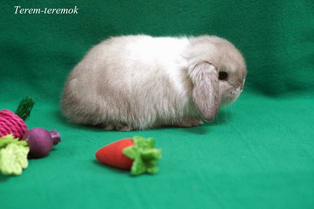 Карликовый породистый крольчонок в сиамский окрасе