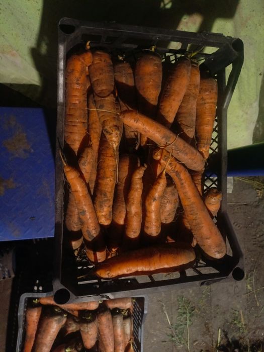 Продам моркву...