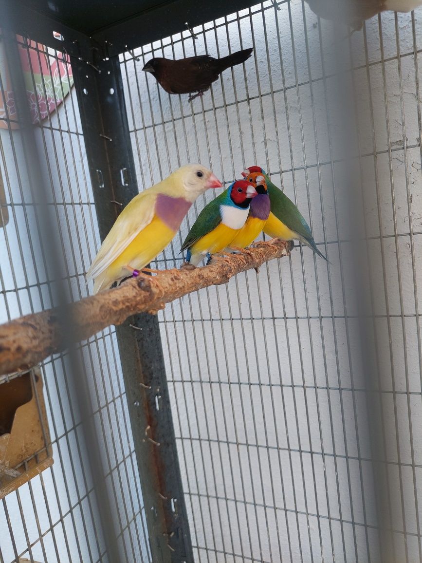 Diamantes de gould