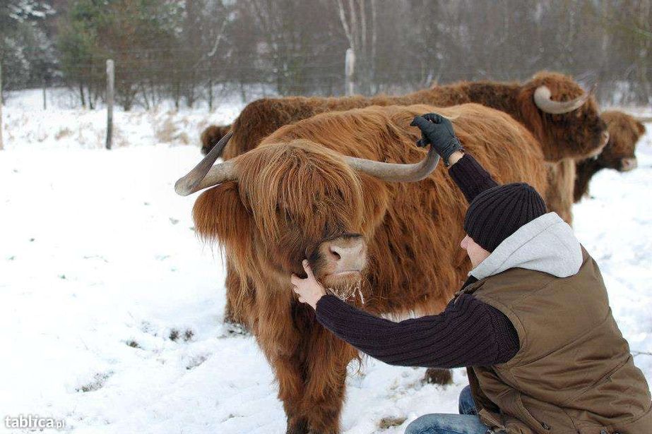 Szkockie Krowy Wysokogórskie (Highland Cattle)