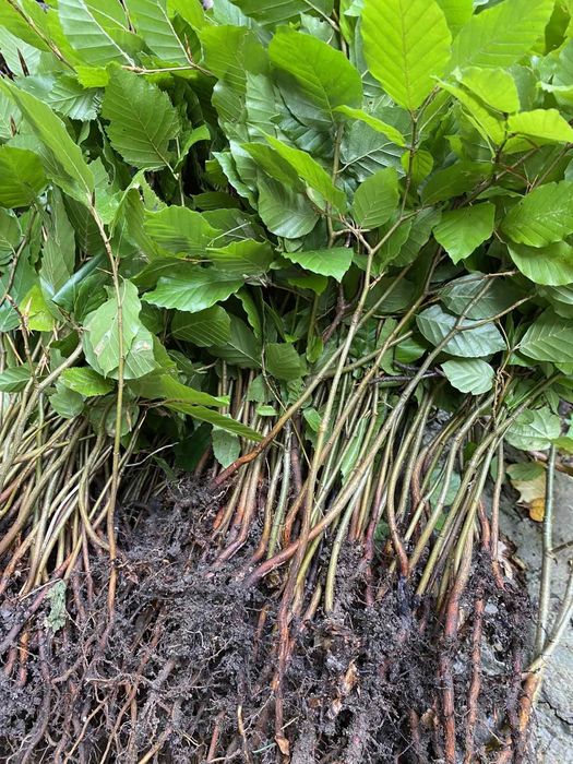 Саженцы липа клен рябина ясень дуб бук береза граб. Опт, розница