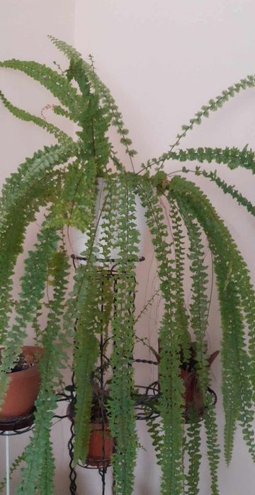 Шикарні домашні квіти. Великі. Доглянуті. Непривередливі.