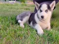 Szczeniak Siberian Husky