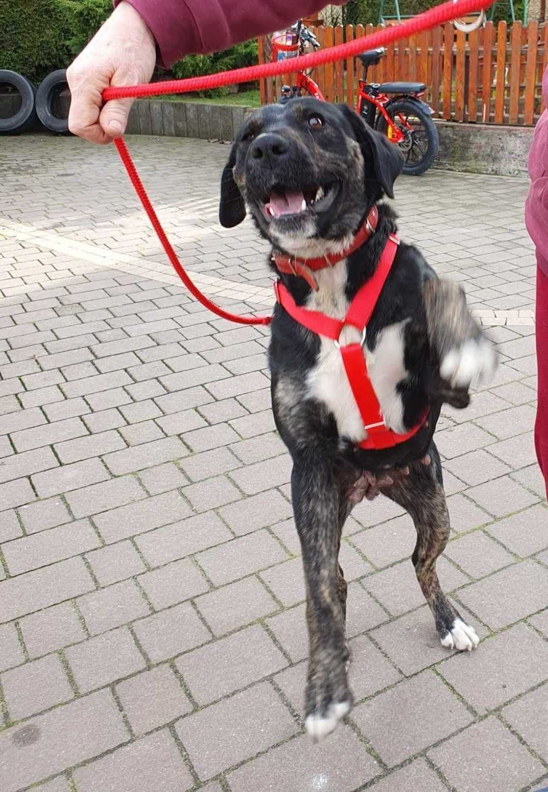 Maja ok,1,5 r.sunia mix boksera czeka na dom SOS dla psiaków