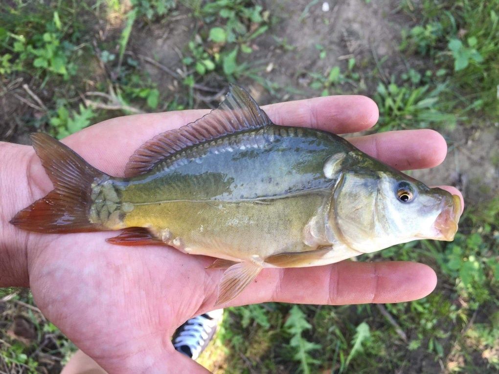 Narybek karp, amur, tolpyga