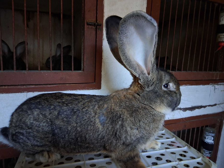 Króliki olbrzymy belgijskie