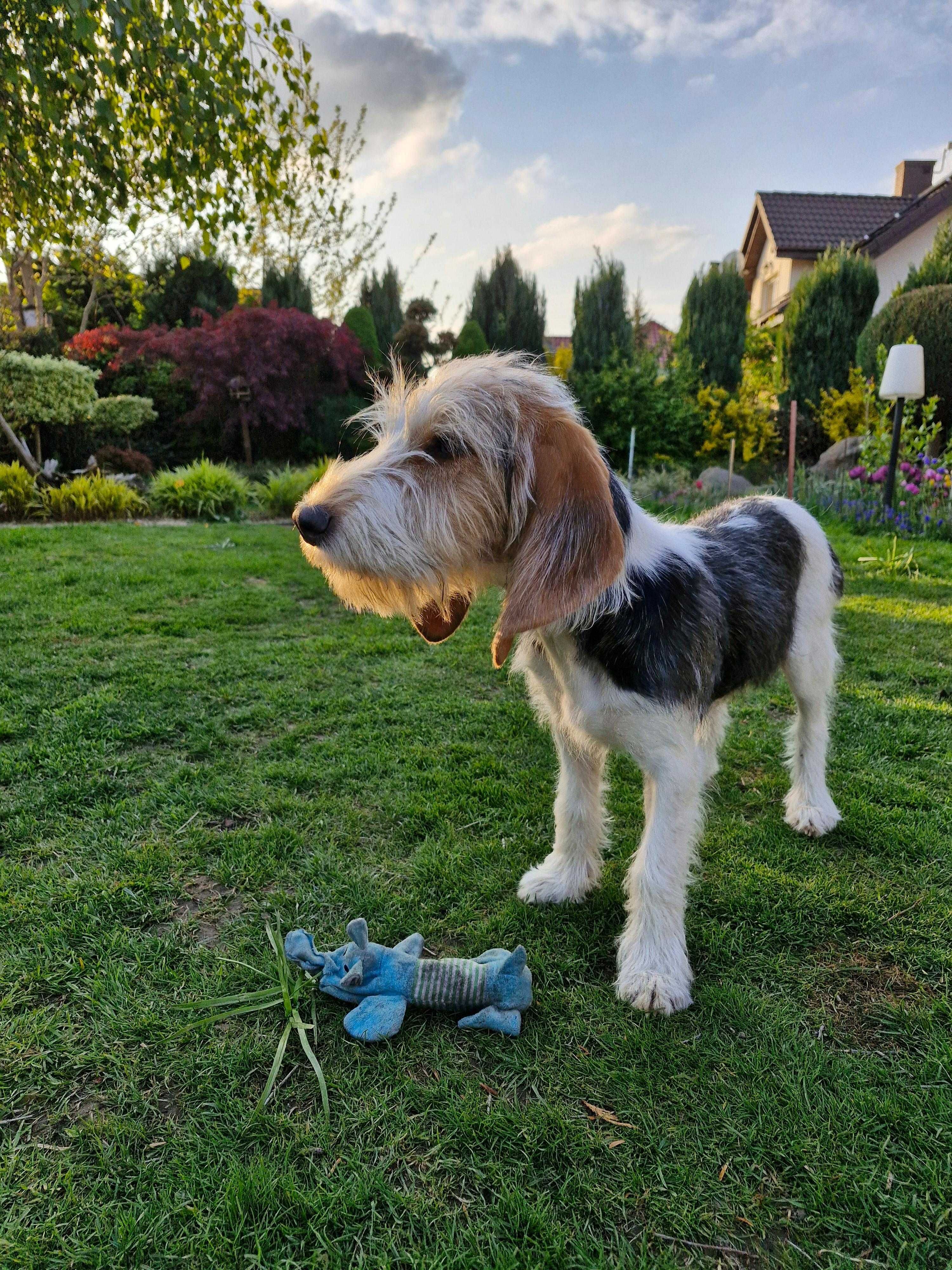 GRAND BASSET Griffon Vendeen szczeniak dziewczynka (FCI ZKwP)