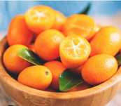 Kunquat fruto citrino