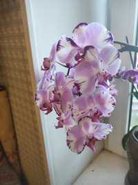Орхидея Алмазное небо