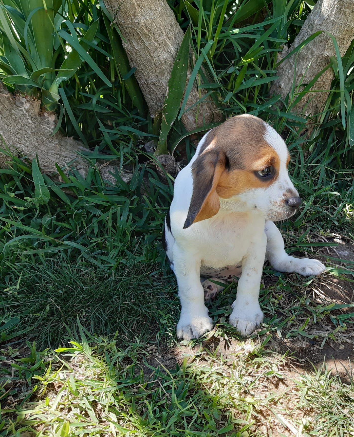 Excelente Macho Beagle Lop e afixo